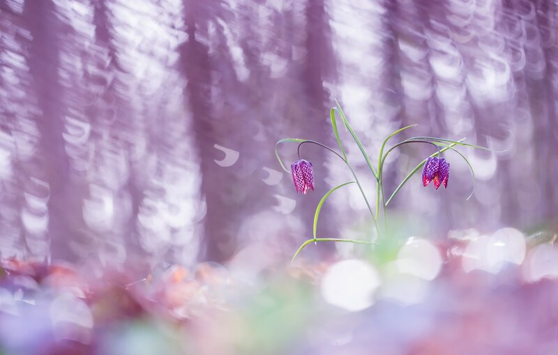 Purple Checkered Flowers — Serene
