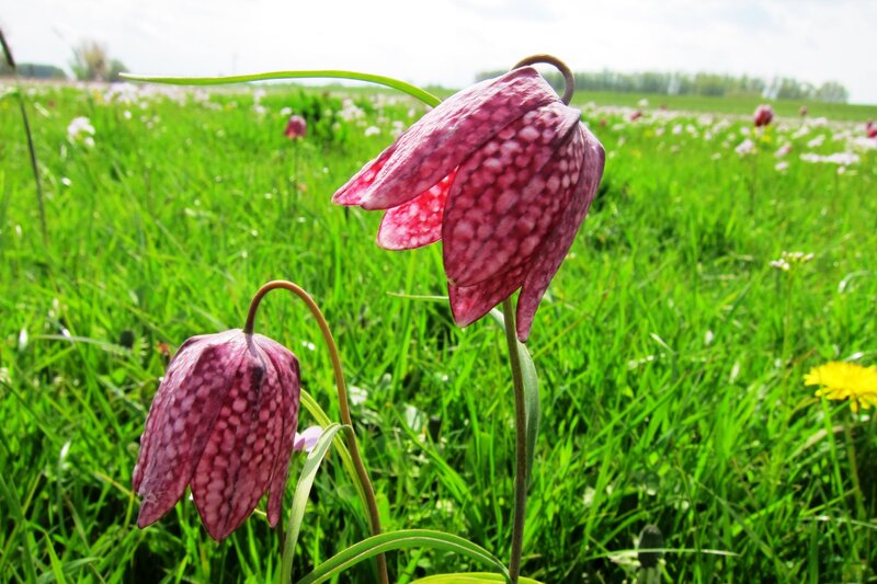 Purple Checkered Flowers