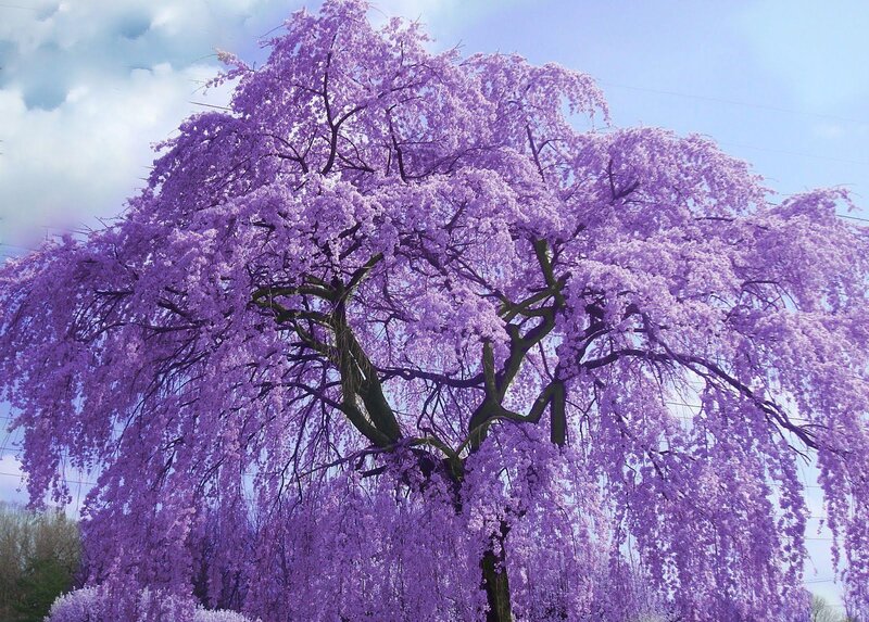 Purple Cherry Blossom Tree — Serene