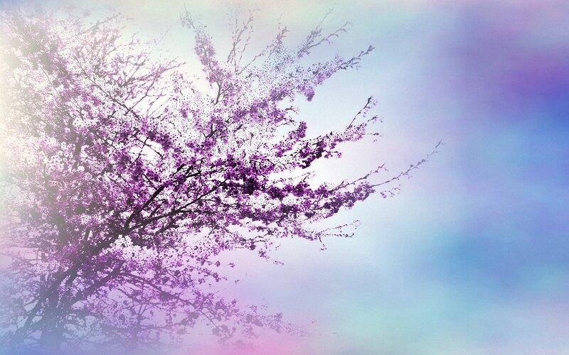 Purple cherry blossom tree