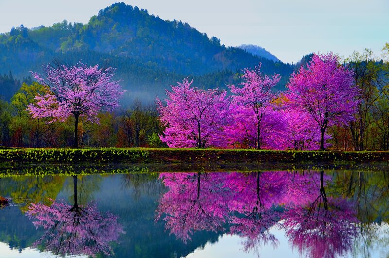 Purple Cherry Blossom Trees — Serene