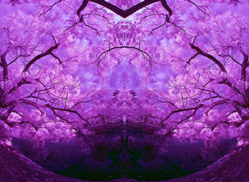 Purple Cherry Blossom Trees