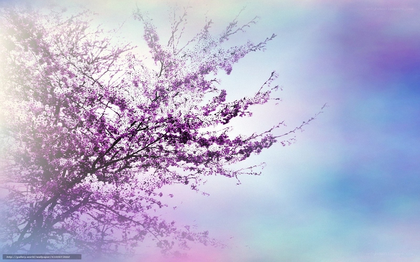 purple cherry blossoms in sky