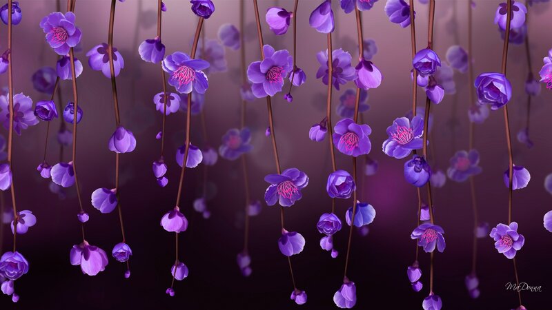 Purple Cherry Blossoms — Serene, Digital Art, Flowers