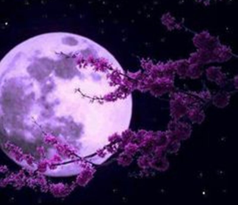 Purple Cherry Blossoms — Serene, Night