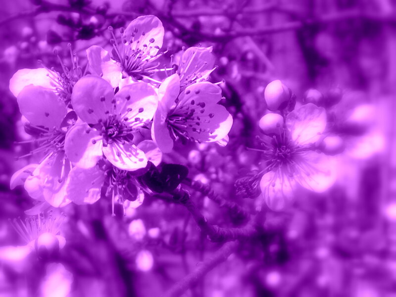 Purple Cherry Blossoms — Serene, Spring, Photograph, Flowers, Branches
