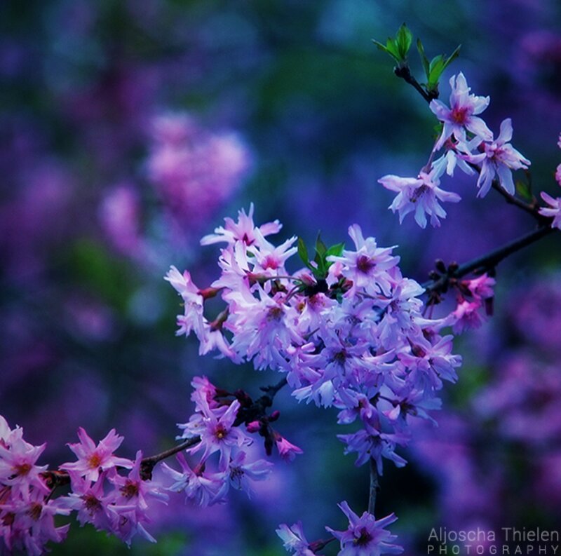Purple Cherry Blossoms — Serene, Spring, Photograph, Flowers
