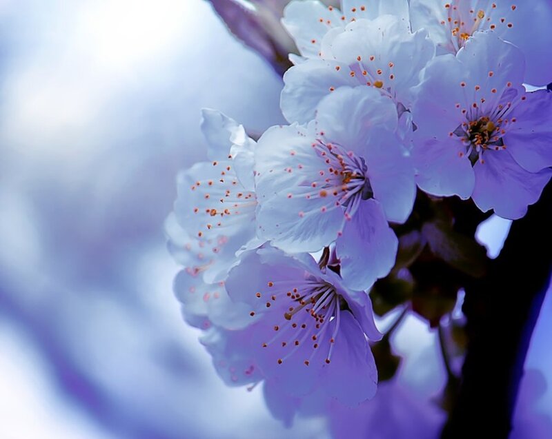 Purple Cherry Blossoms — Serene, Spring, Photograph