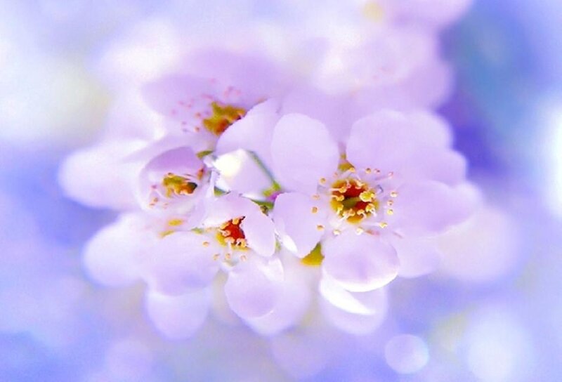 Purple Cherry Blossoms — Serene, Spring