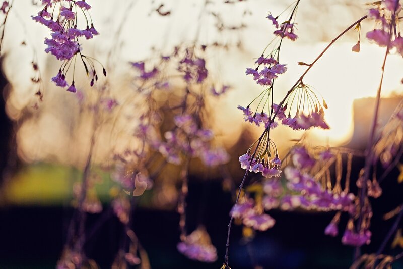 Purple Cherry Blossoms — Serene, Sunset, Photograph