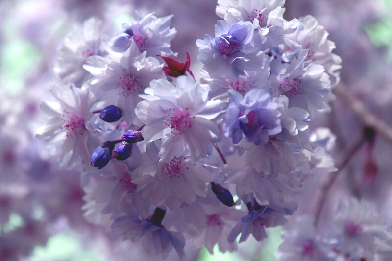Purple Cherry Blossoms — Serene