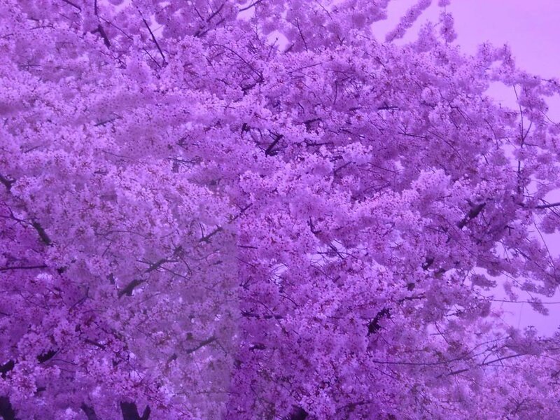 purple cherry blossoms