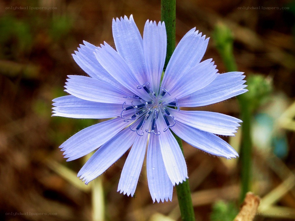 purple chicory flower