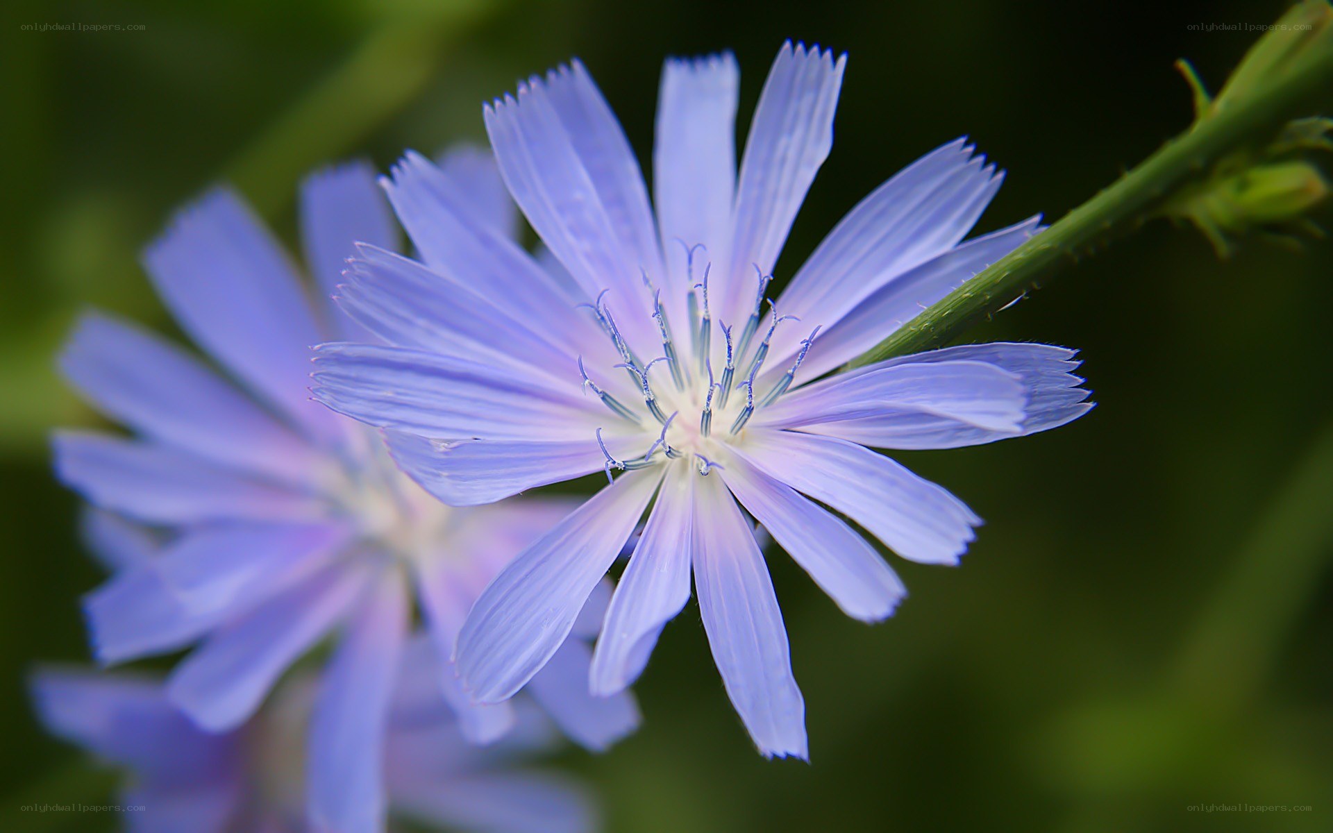 purple chicory flower