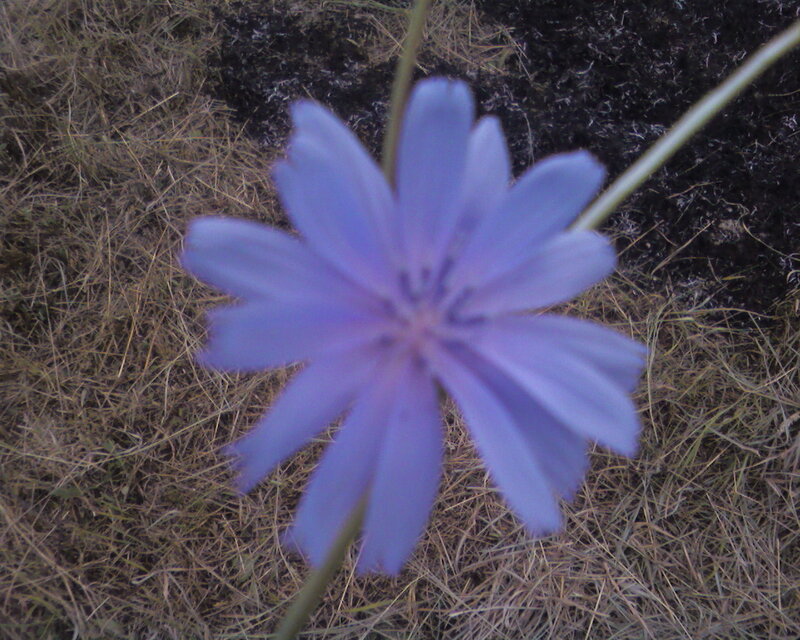 Purple Chicory Flower — Calm