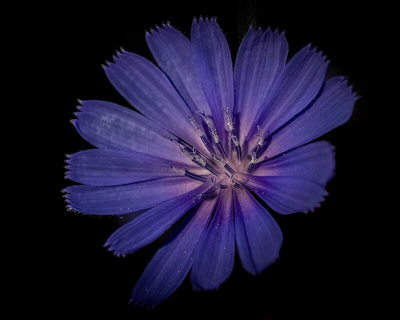 Purple Chicory Flower — Dramatic