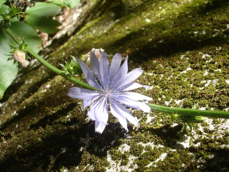 Purple Chicory Flower — Natural