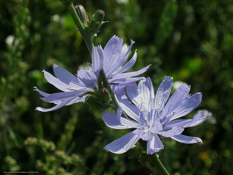 purple chicory flower