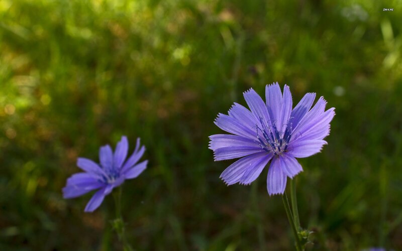 Purple Chicory Flowers — Serene