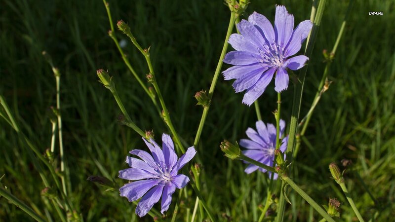 Purple Chicory Flowers