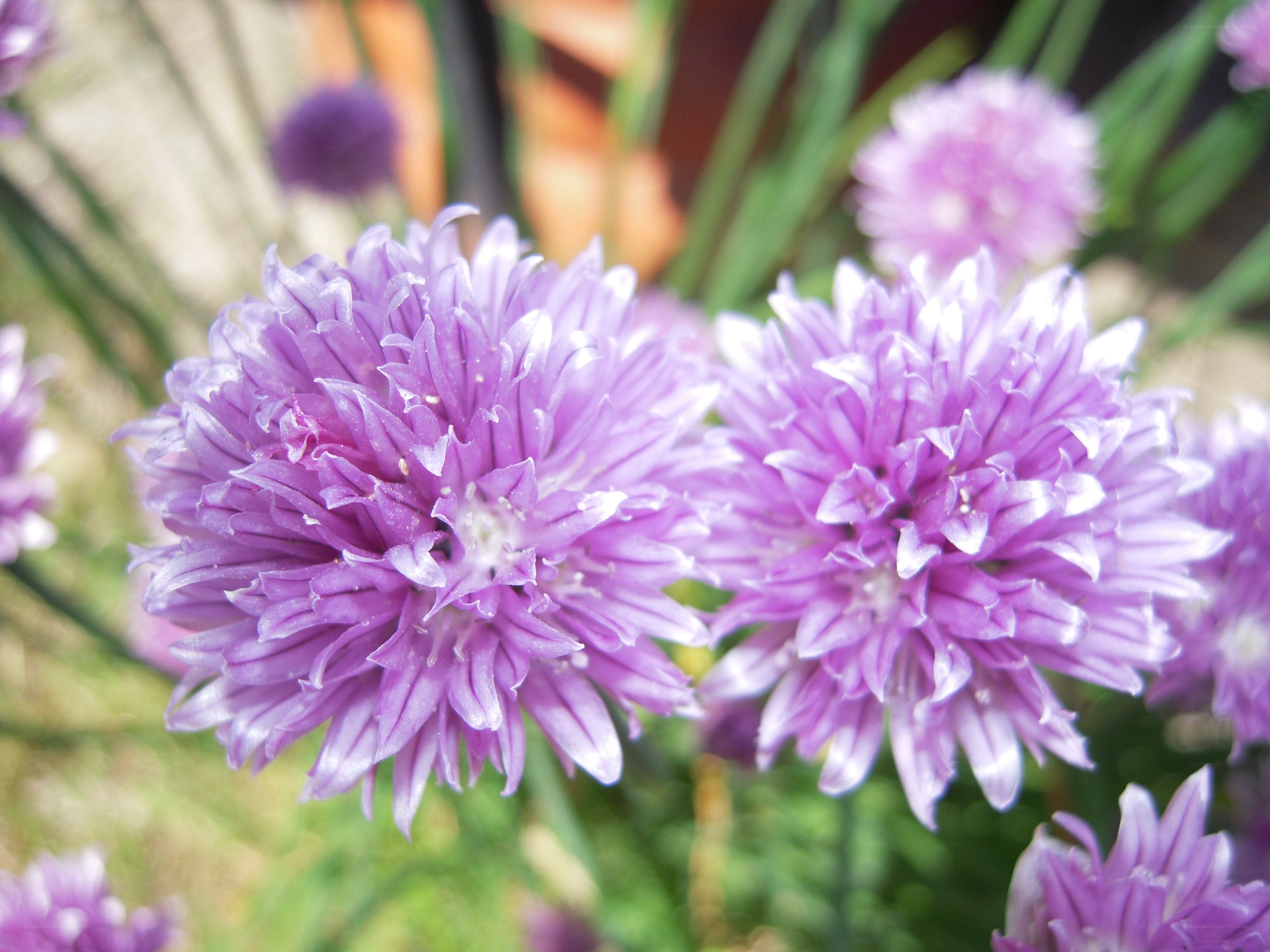 purple chive blossoms