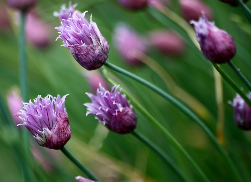 purple chive blossoms