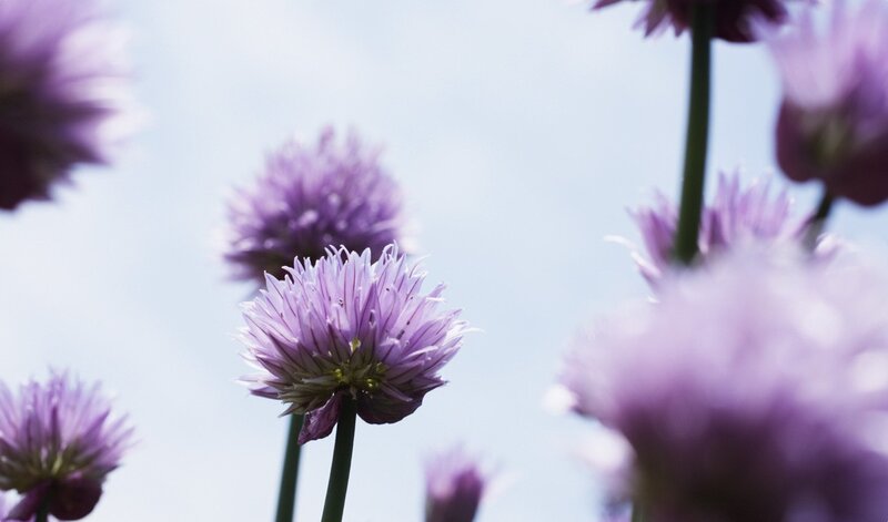 purple chive blossoms against sky