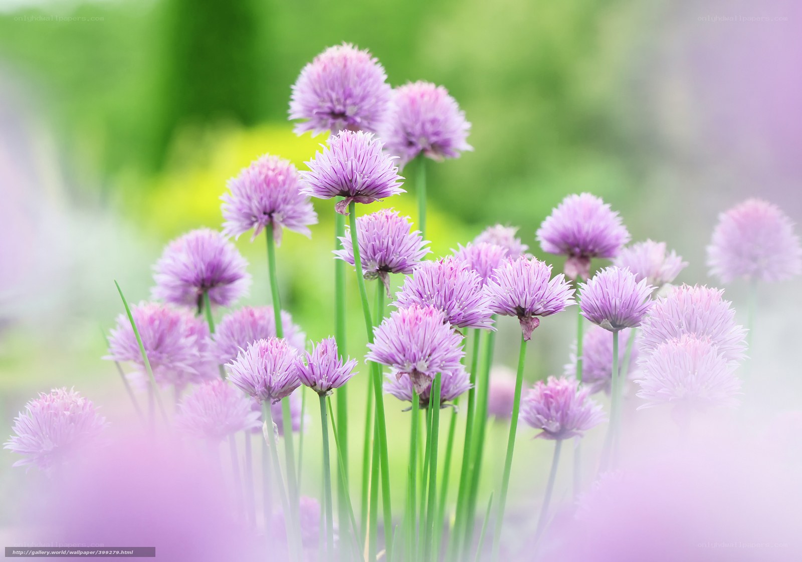 Purple chive blossoms in garden