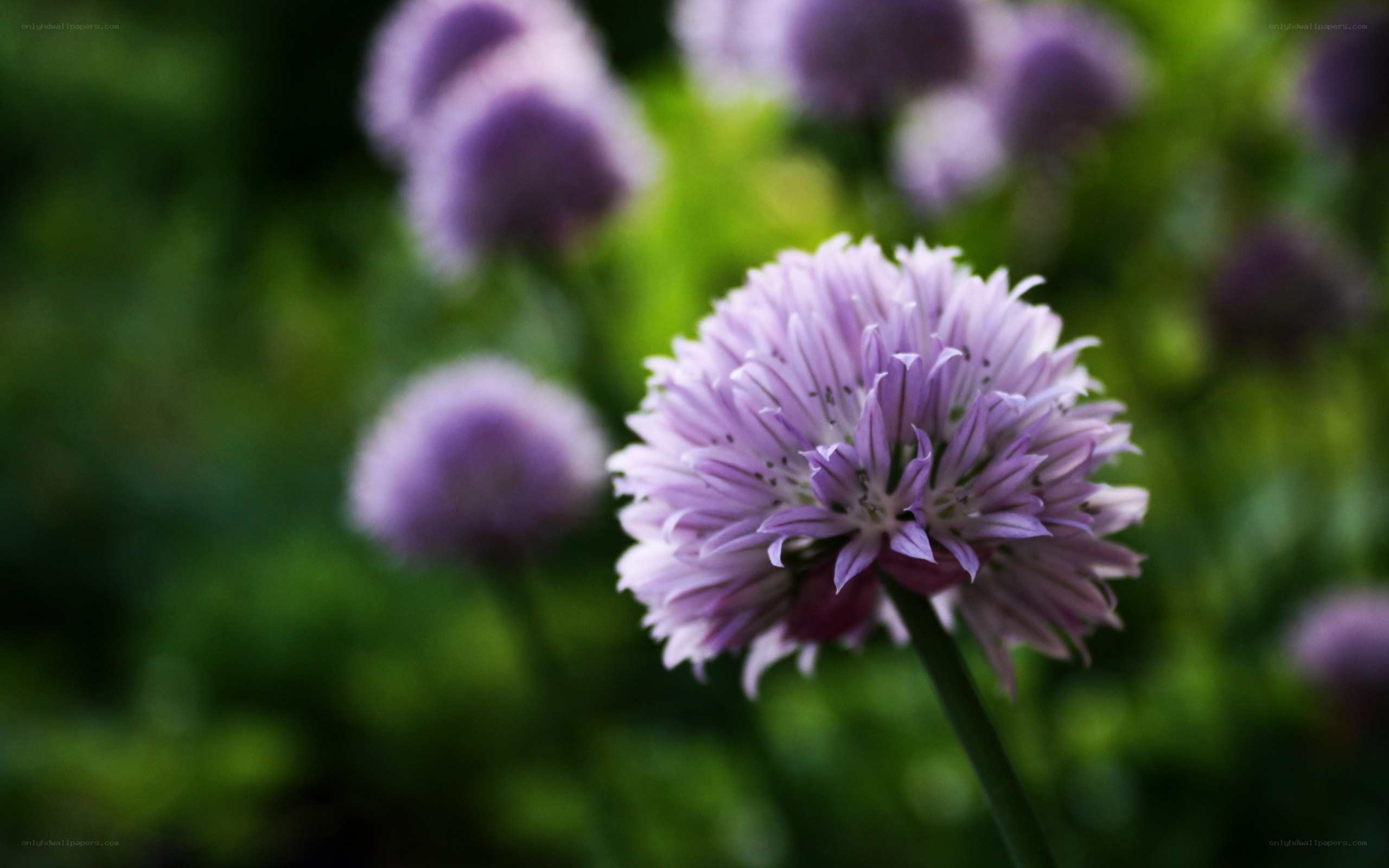 purple chive blossoms in garden
