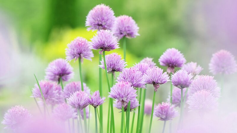 purple chive blossoms in garden