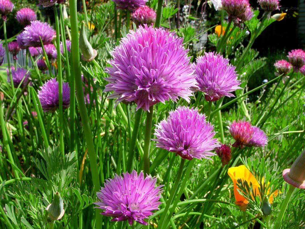 purple chive blossoms in garden