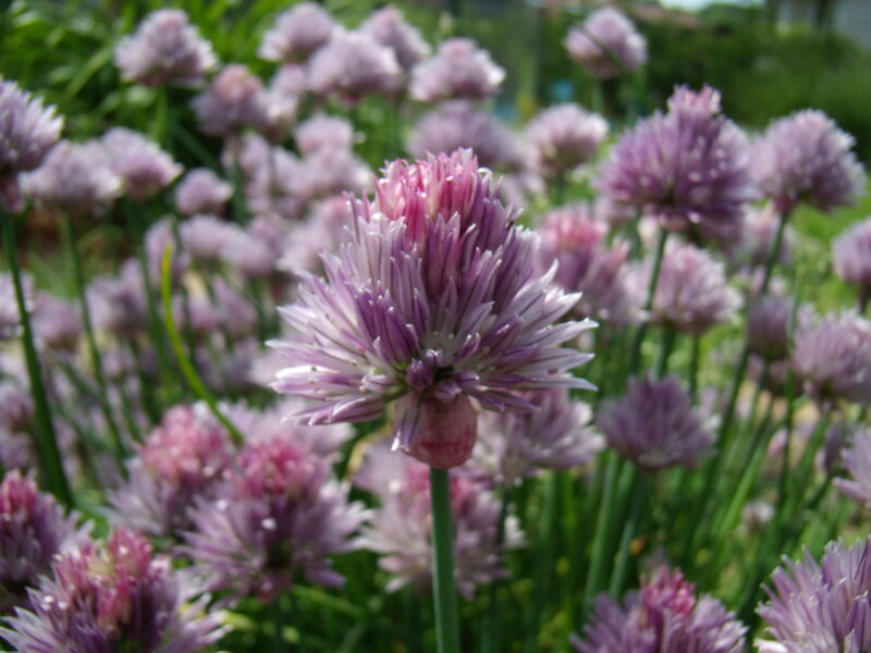 purple chive blossoms in garden