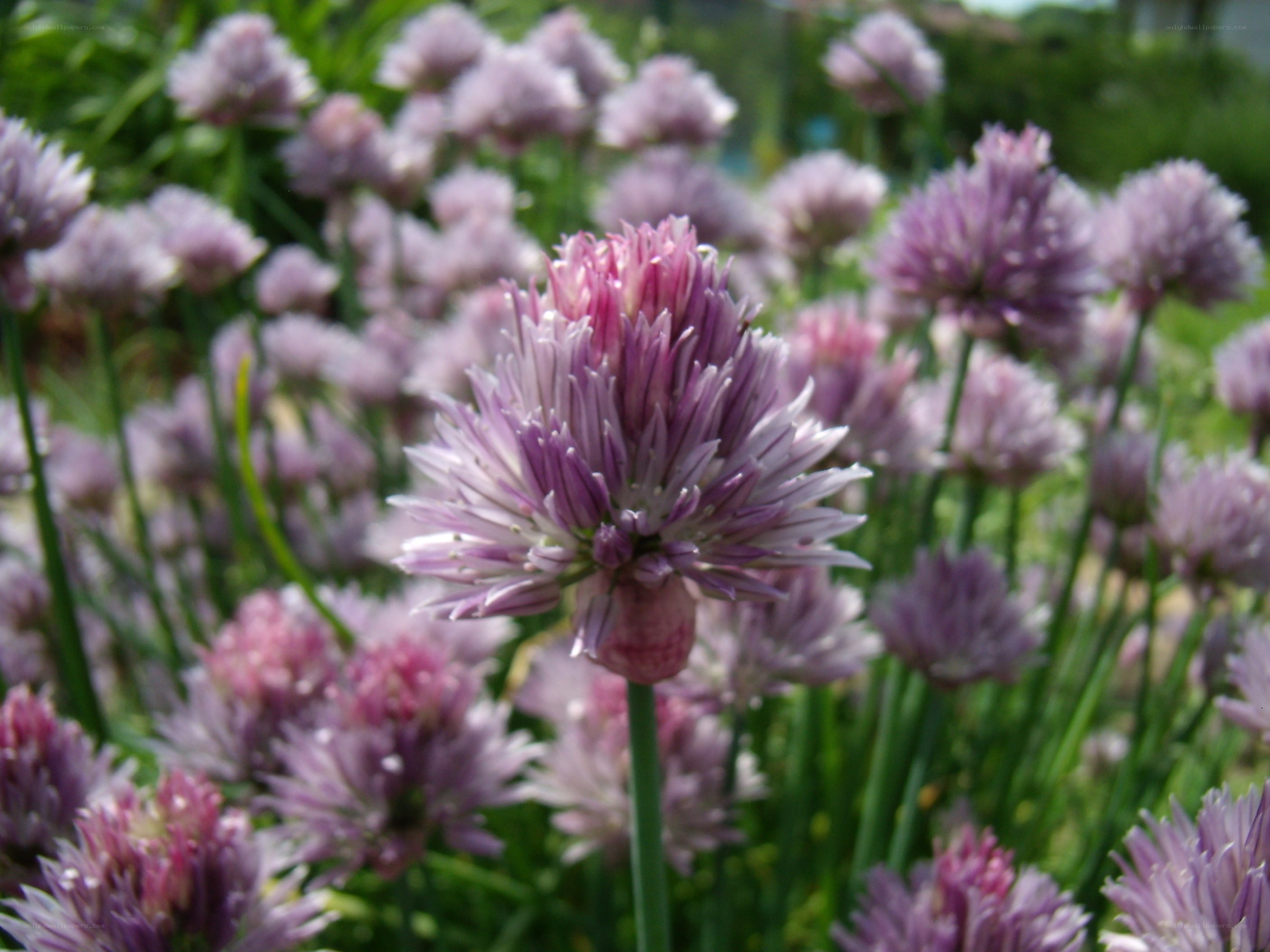 purple chive blossoms in garden