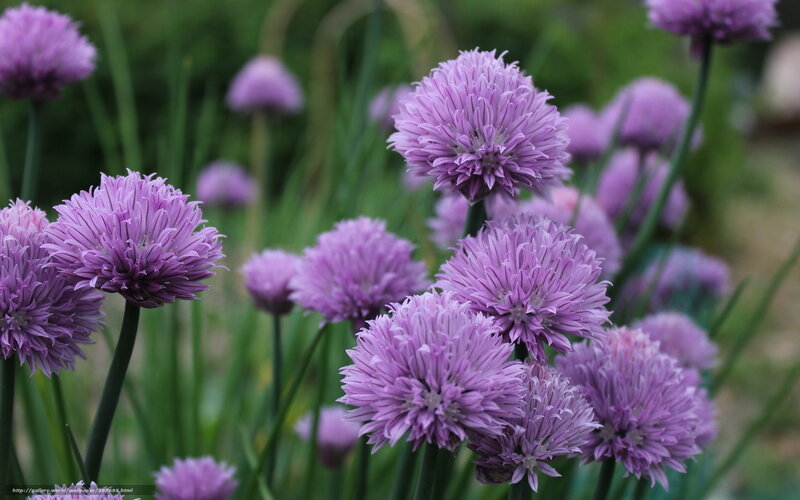 purple chive blossoms in garden