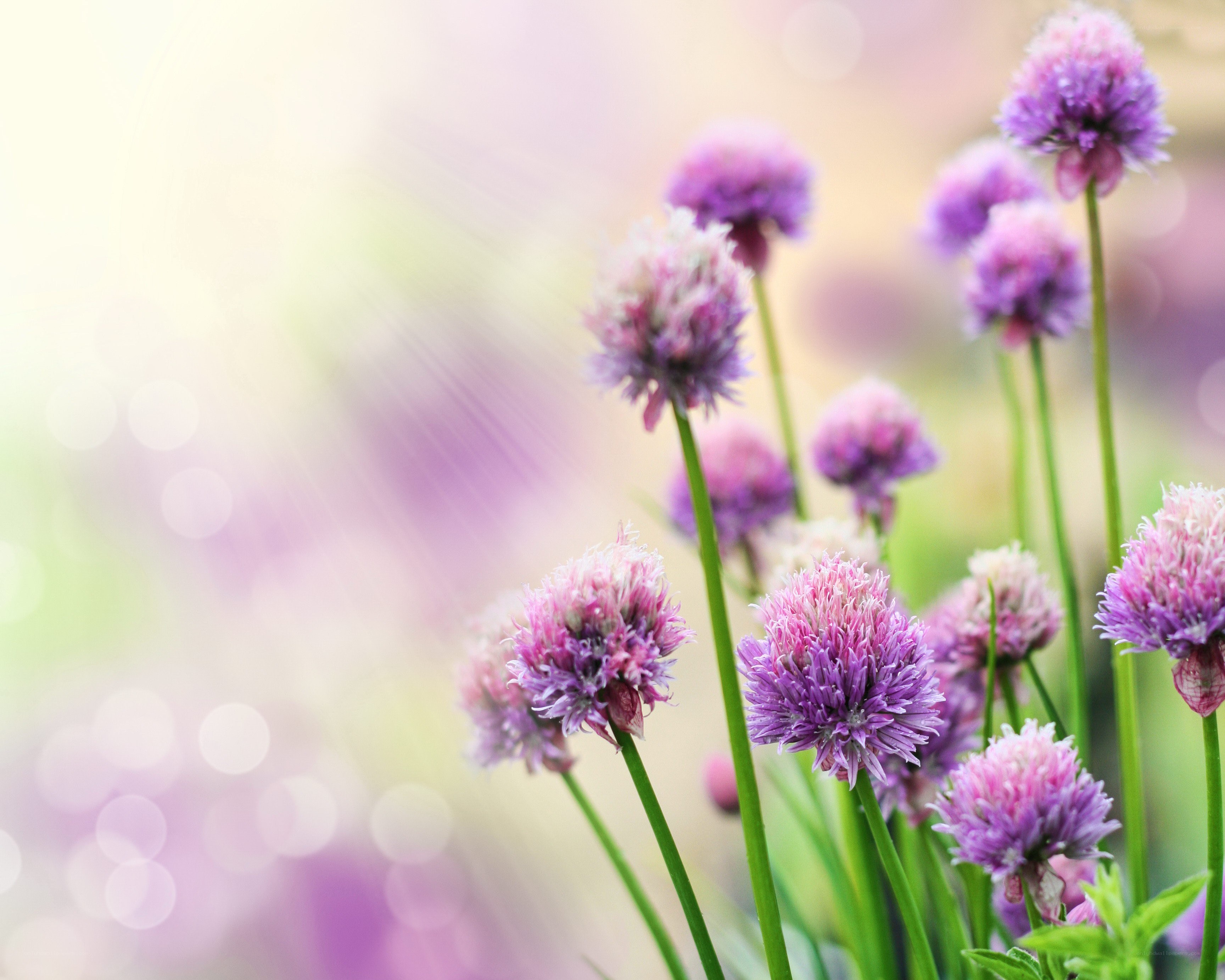 Purple chive blossoms in sunlight