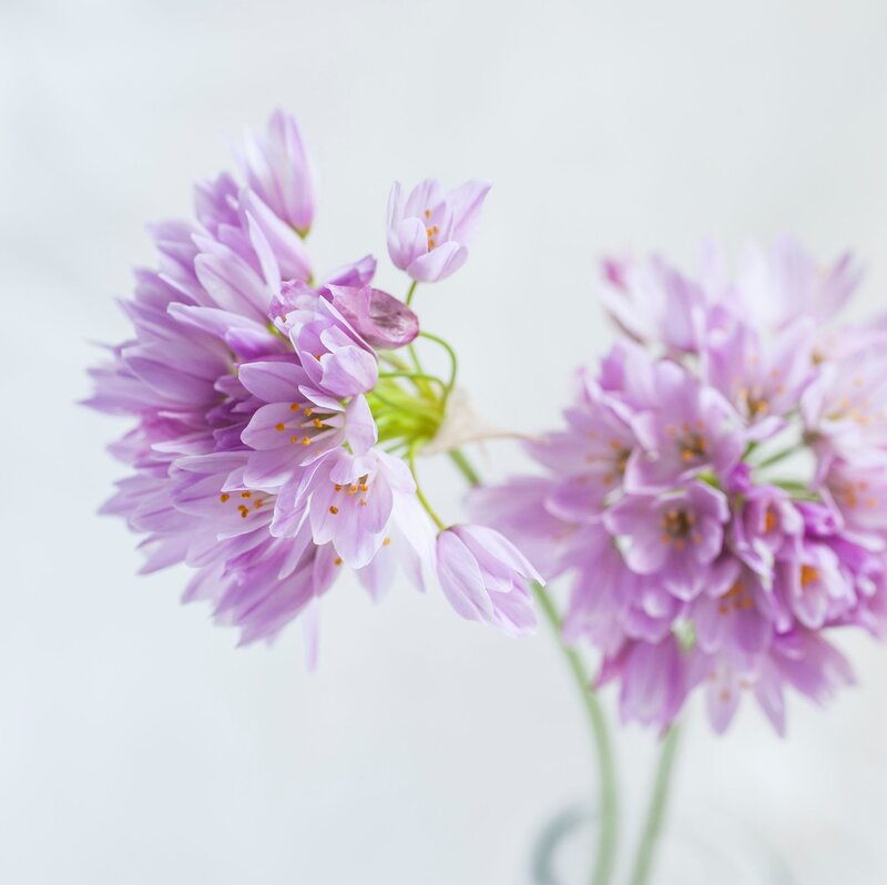 Purple Chive Blossoms — Serene, Photograph