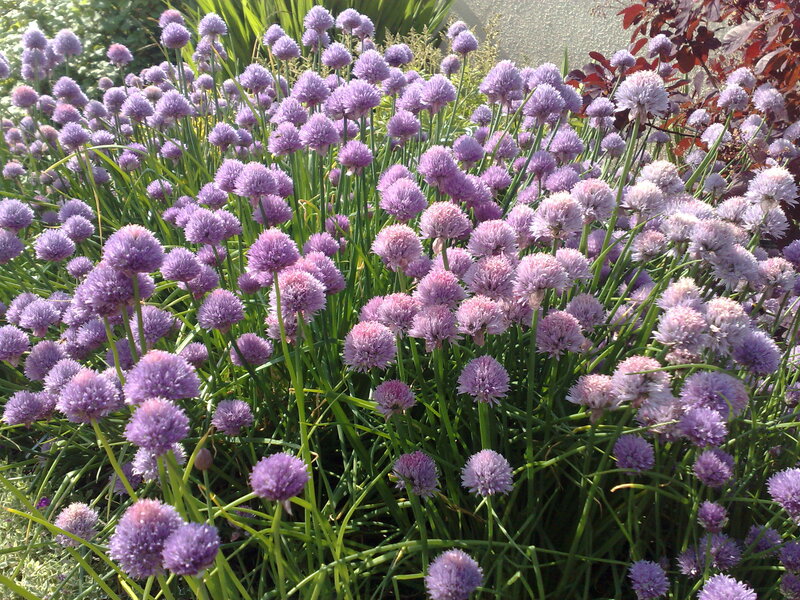 Purple Chive Blossoms — Serene