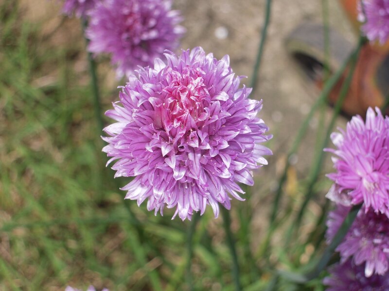 purple chive blossoms