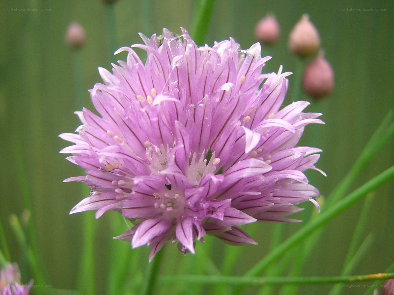 purple chive flower bloom