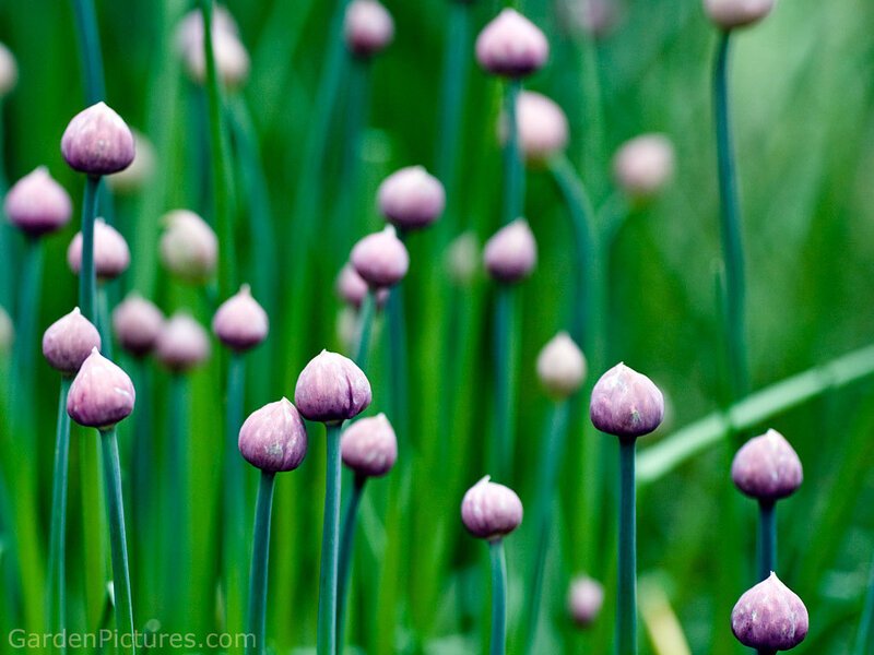 Purple Chive Flower Buds