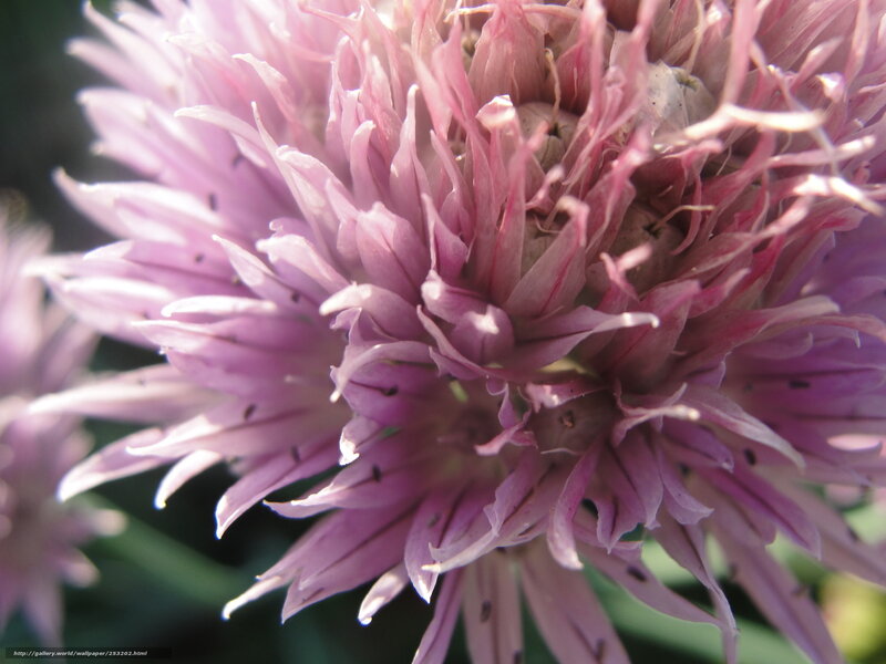 Purple Chive Flower — Calm, Afternoon