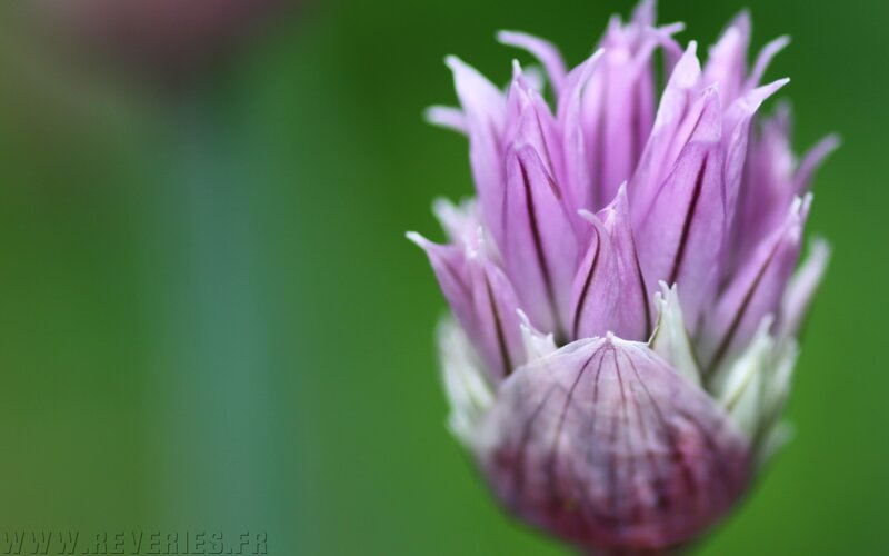 Purple Chive Flower — Calm
