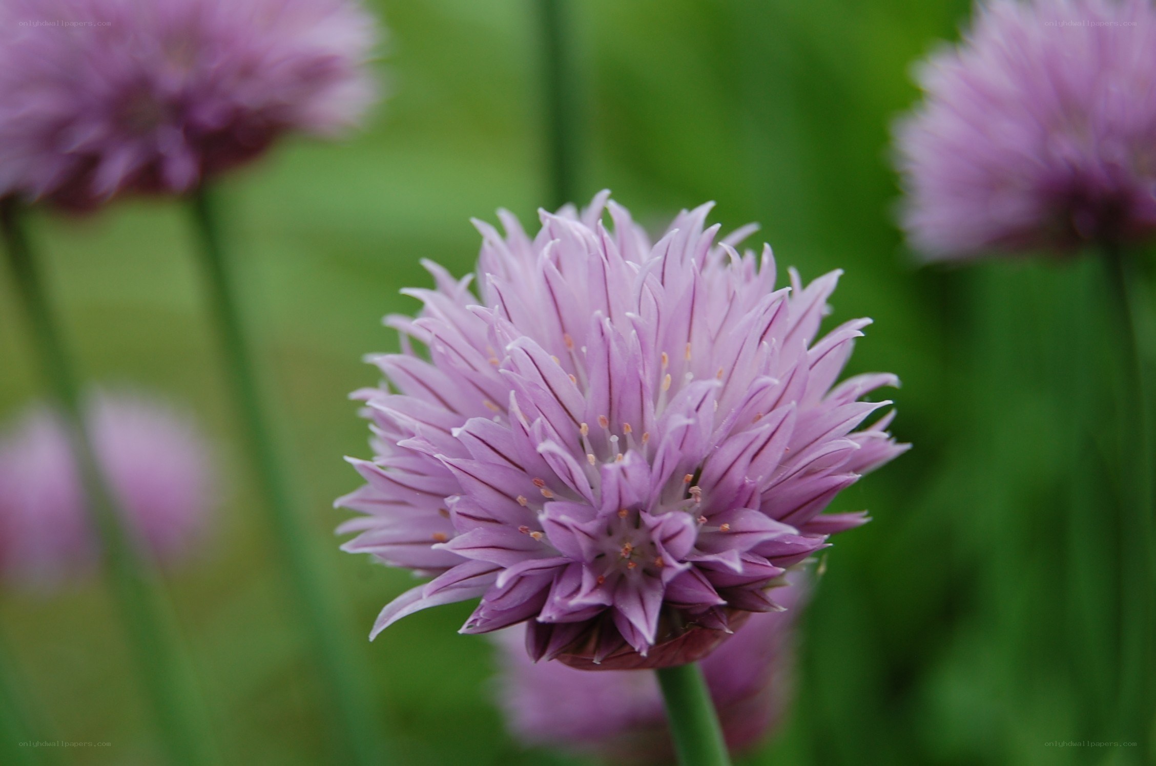 purple chive flower in bloom