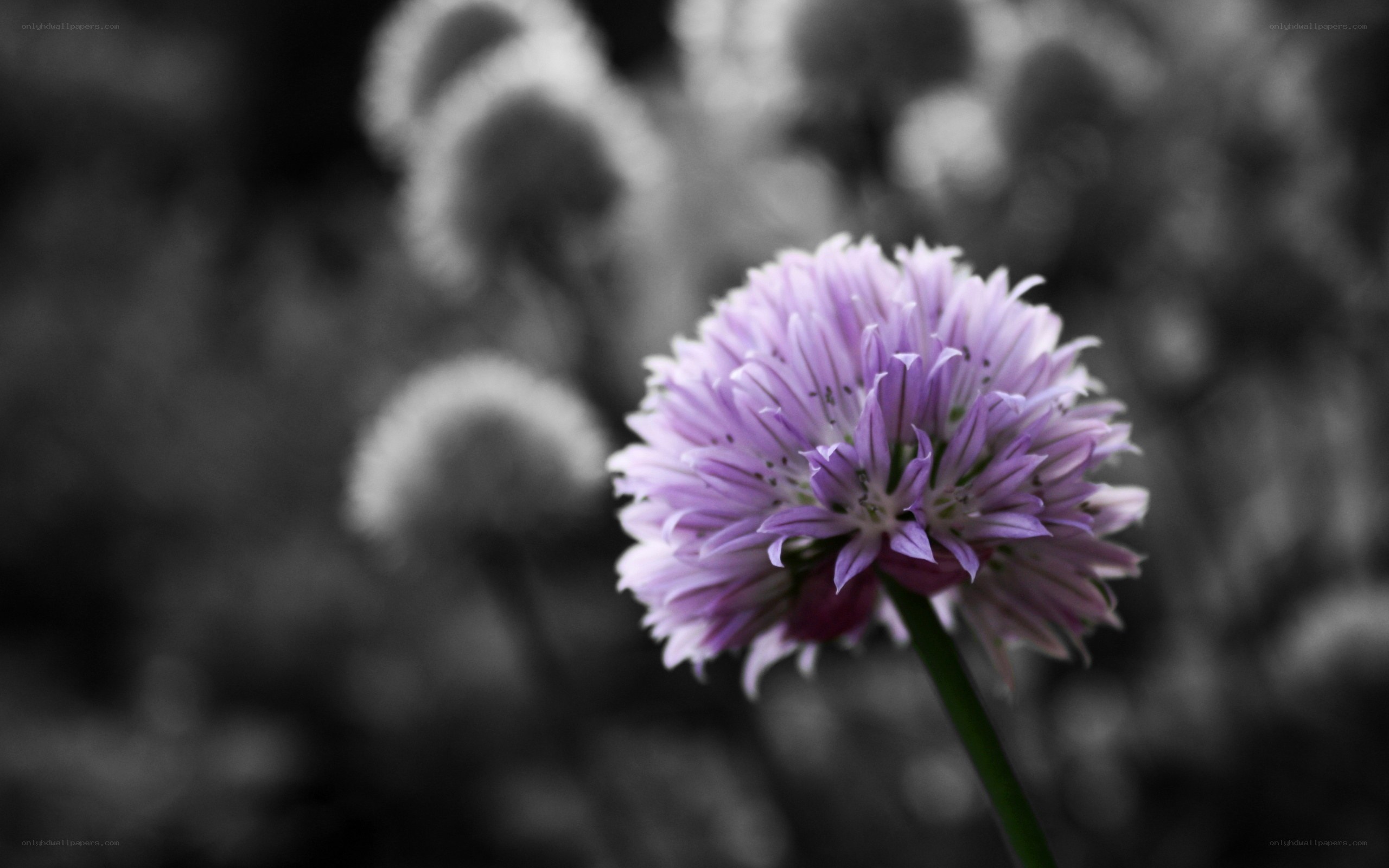 purple chive flower in focus