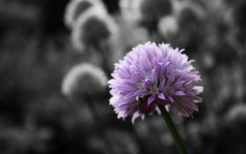 purple chive flower in focus