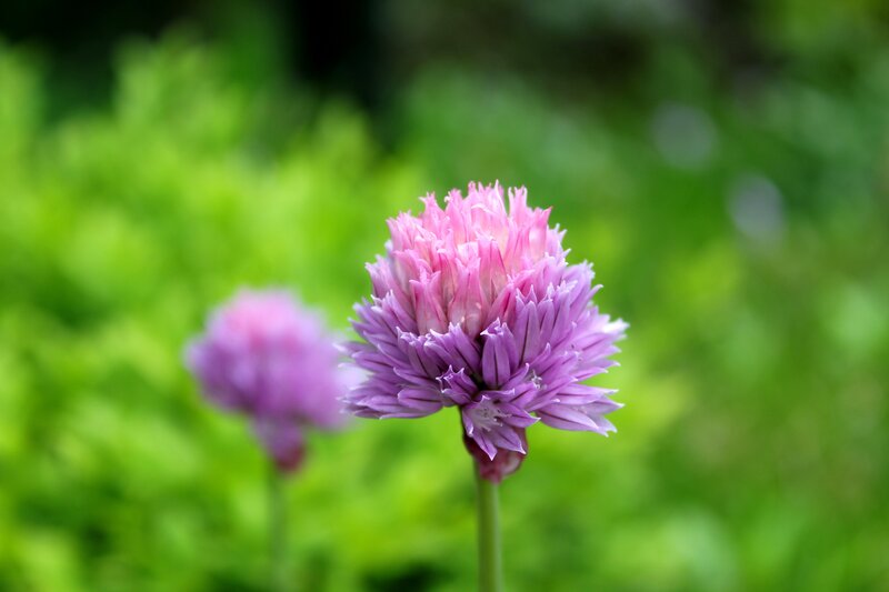 purple chive flower in garden