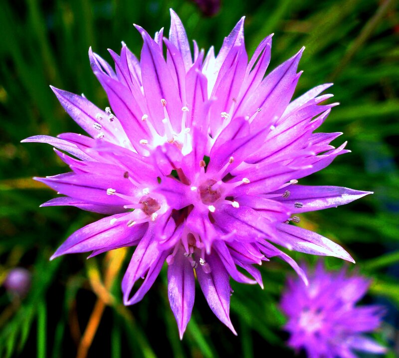 Purple Chive Flower