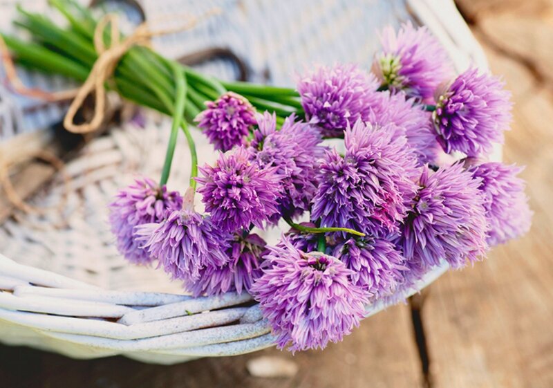 Purple Chive Flowers — Calm, Afternoon
