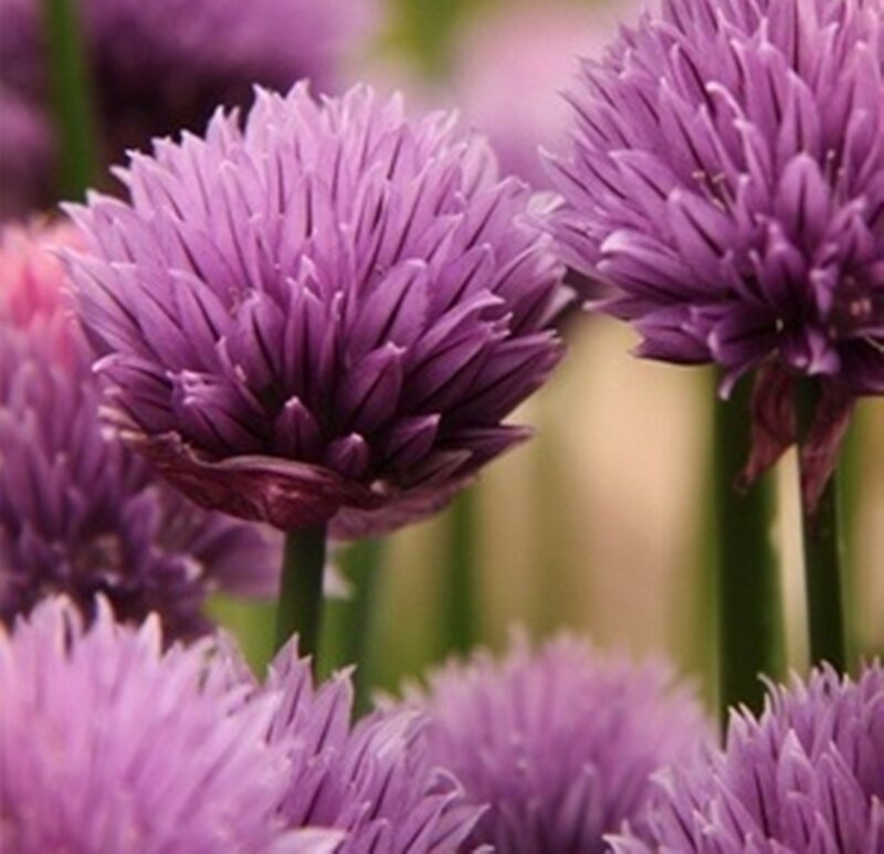 Purple Chive Flowers — Calm, Spring, Photograph