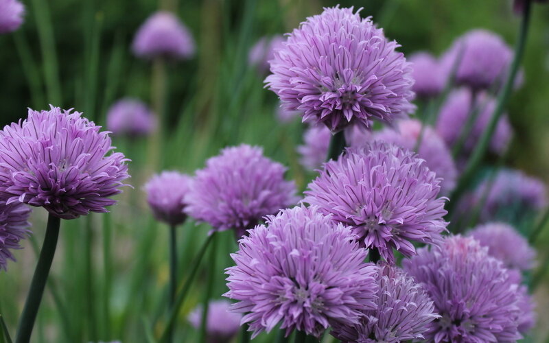 Purple Chive Flowers — Calm, Spring